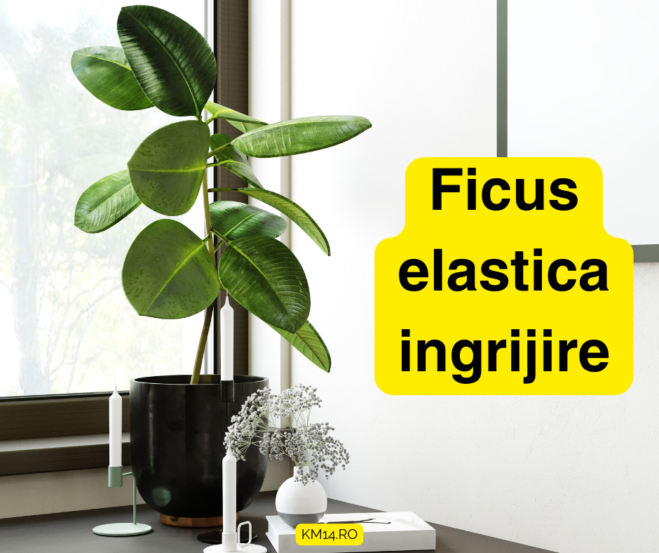 Ficus elastica ingrijire - lumina, udare, îngrijirea frunzelor, dăunători, înmulțire inglbenirea si căderea frunzelor - ghid complet