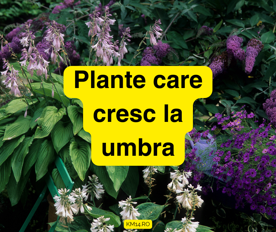 5 Plante care cresc la umbra - Ghid complet de îngrijire: Sol , udare, fertilizare.