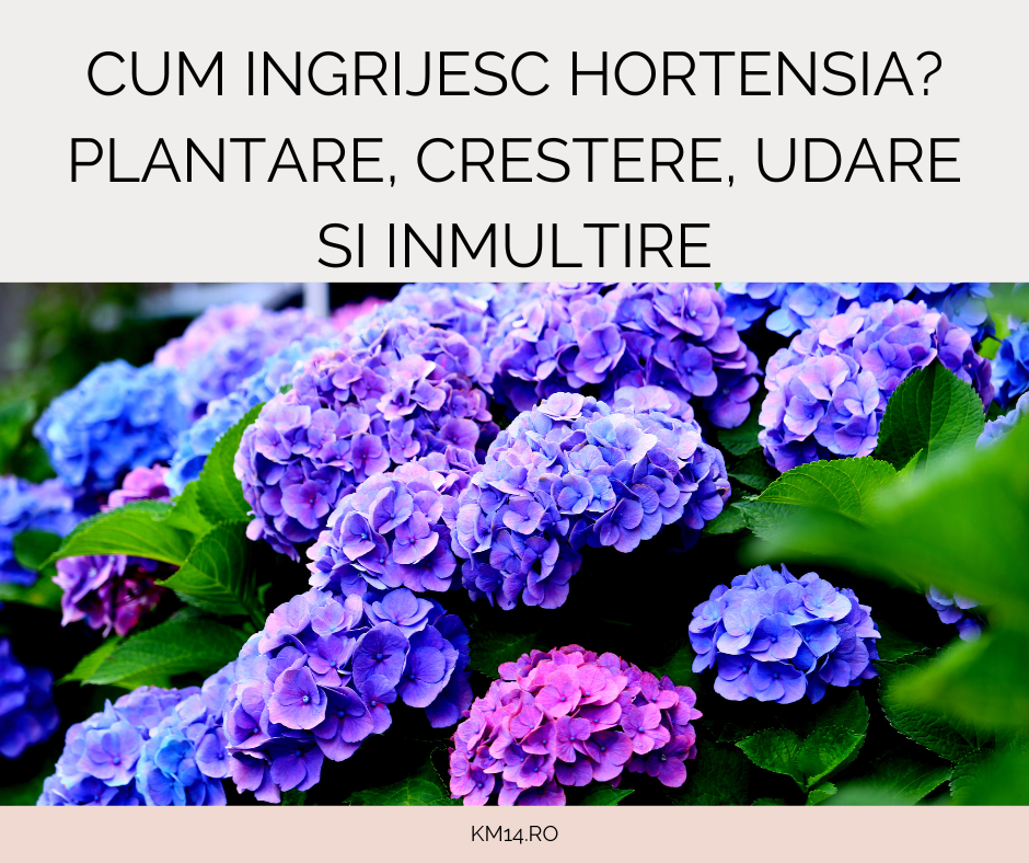 Cum ingrijesc Hortensia? Plantare, crestere, udare si inmultire