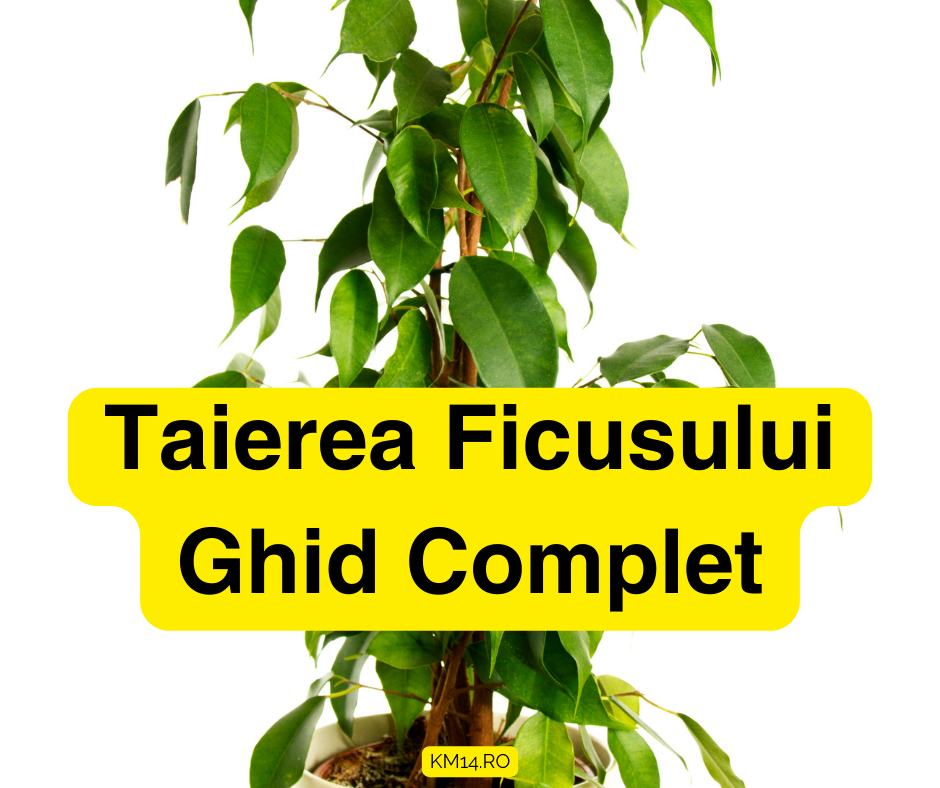 Taierea Ficusului: Ghid Complet pentru Îngrijirea Plantelor