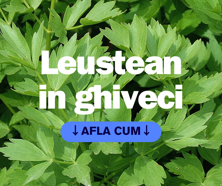 Cultivarea leușteanului în ghivece