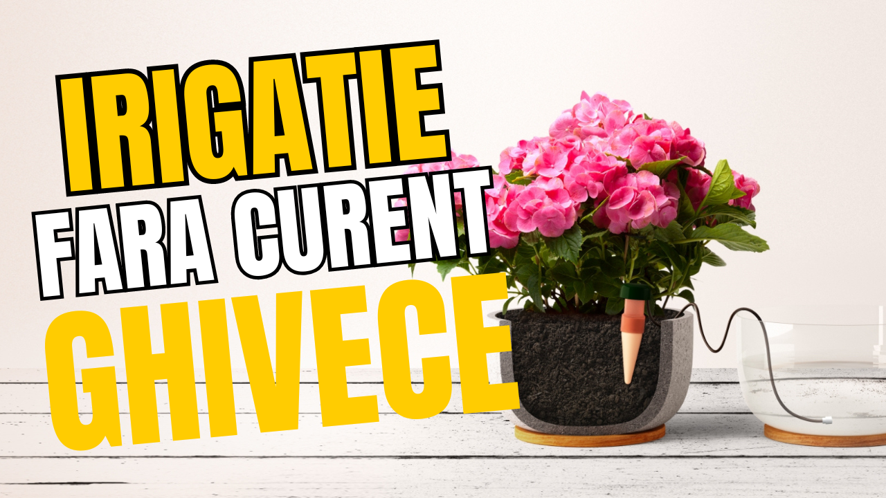 Irigare Ghivece
