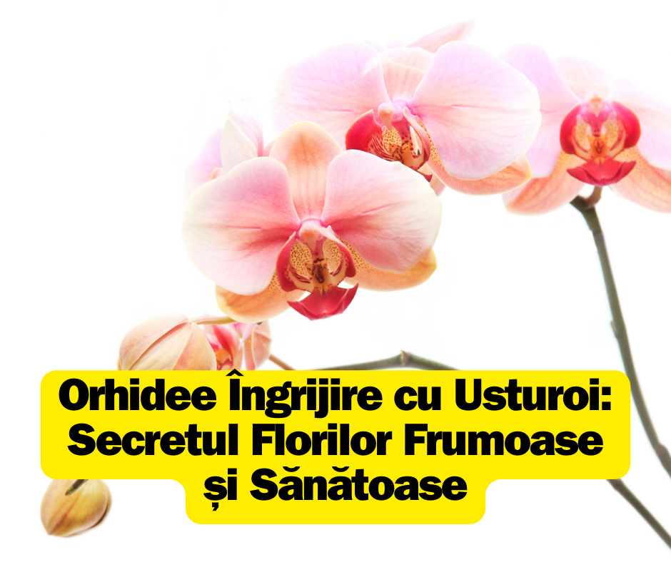 Orhidee Îngrijire cu Usturoi