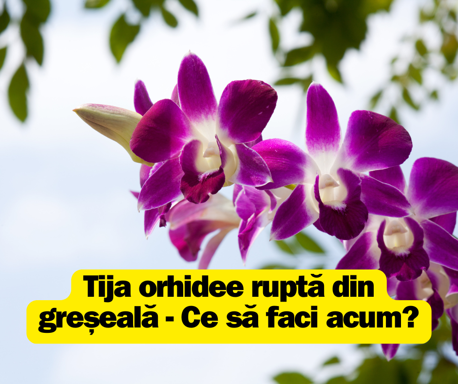 Tija orhidee ruptă din greșeală - Ce să faci acum?