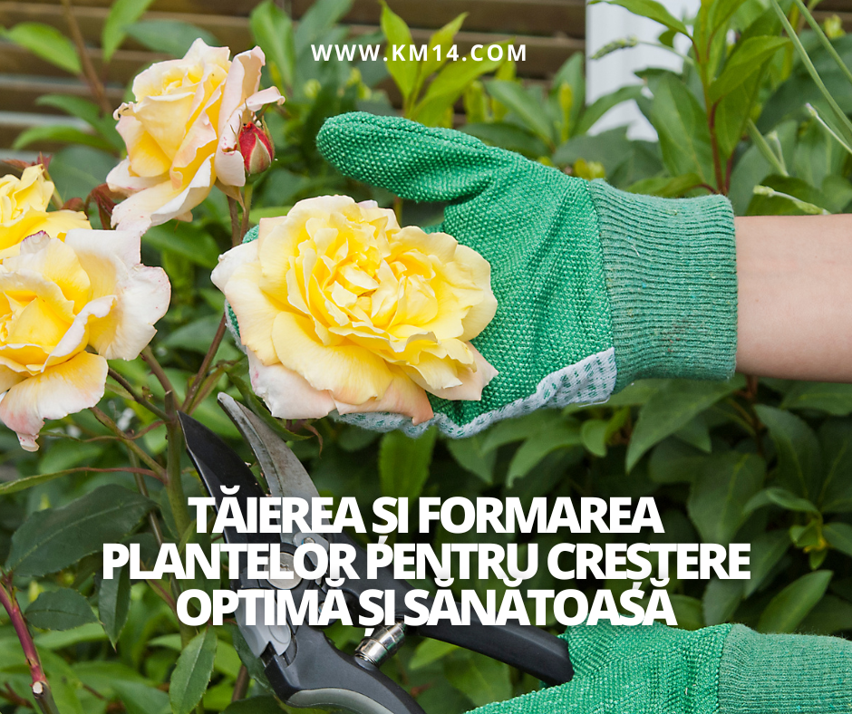Tăierea și Formarea Plantelor pentru Creștere Optimă
