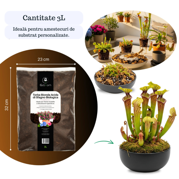 Turbă Blondă Acidă din Sfango Baltic – Substrat Premium pentru Dionea, Nepenthes, Afini și Azalee [6]