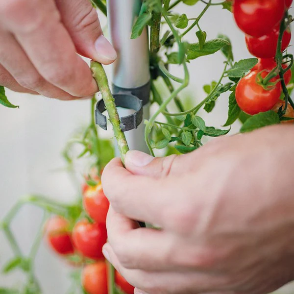 Arac Ghiveci - TOMATO BUDDY [9]