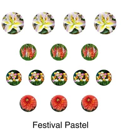 Aranjament bulbi Festival Pastel: 4xCrini Hocus Pocus 3xGladiole Mix; 5xFreesia Db. Mix; 3xDalia ‘Ball Orange’; [2]