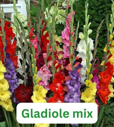 Aranjament bulbi Festival Pastel: 4xCrini Hocus Pocus 3xGladiole Mix; 5xFreesia Db. Mix; 3xDalia ‘Ball Orange’; [6]