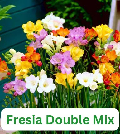 Aranjament bulbi Festival Pastel: 4xCrini Hocus Pocus 3xGladiole Mix; 5xFreesia Db. Mix; 3xDalia ‘Ball Orange’; [4]