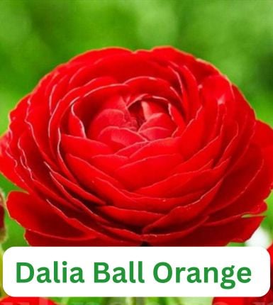 Aranjament bulbi Pasărea Phoenix:4x Crini Landini 3xGladiole Dark Red; 5xFreesia Db. Red; 3xDalia ‘Arabian night’; 5xRanunculus Red [6]