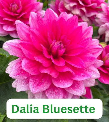 Aranjament bulbi Răsfăț Cromatic :4xCrini Brasilia 3xGladiole Blue; 5xFreesia Db. White; 3xDalia 'Bluesette; 5xRanunculus Purple [7]