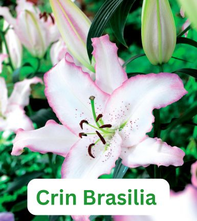 Aranjament bulbi Răsfăț Cromatic :4xCrini Brasilia 3xGladiole Blue; 5xFreesia Db. White; 3xDalia 'Bluesette; 5xRanunculus Purple [3]
