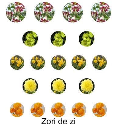Aranjament bulbi Zori de Zi: 4xCrini Beverly Dream 3xGladiole Green; 5xFreesia Db. yellow; 3xDalia ‘Kelvin Floodloght’; 5xRanunculus Yellow [2]