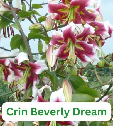 Aranjament bulbi Zori de Zi: 4xCrini Beverly Dream 3xGladiole Green; 5xFreesia Db. yellow; 3xDalia ‘Kelvin Floodloght’; 5xRanunculus Yellow [3]