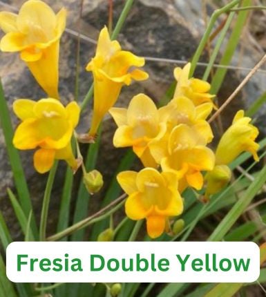 Aranjament bulbi Zori de Zi: 4xCrini Beverly Dream 3xGladiole Green; 5xFreesia Db. yellow; 3xDalia ‘Kelvin Floodloght’; 5xRanunculus Yellow [5]