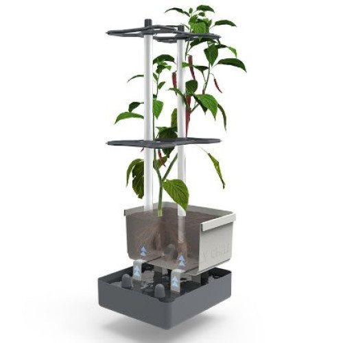 Ghiveci Charlie Chilli pentru gradina interioara si exterioara [2]