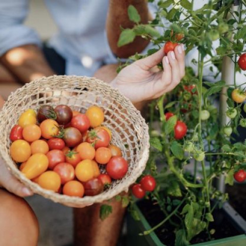 Ghiveci de gradina Tom tomato pentru gradina de bucatarie interioara si exterioara, Gri [3]