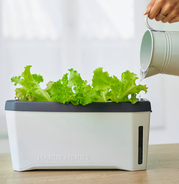 Ghiveci ierburi cu 4 opțiuni de cultivare - autoudare - HARRY HERBS [4]