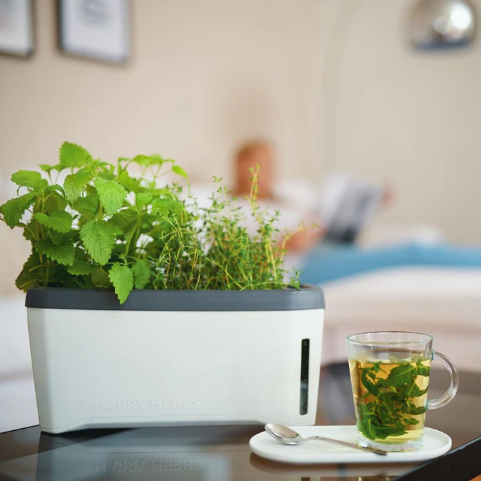 Ghiveci ierburi cu 4 opțiuni de cultivare - autoudare - HARRY HERBS [2]
