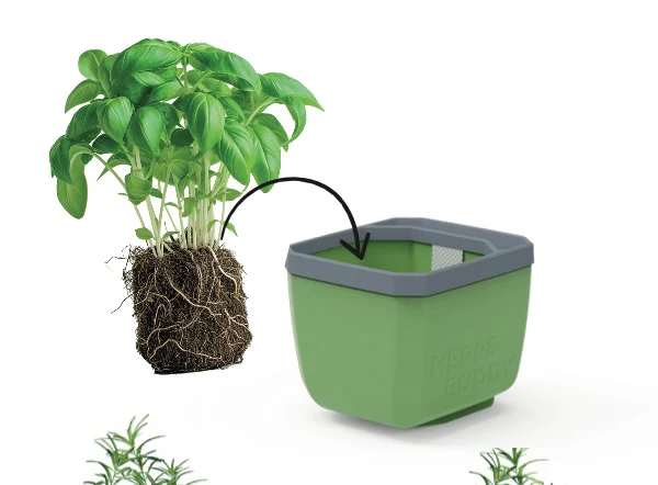 Ghiveci ierburi cu autoudare - HERBS BUDDY [2]