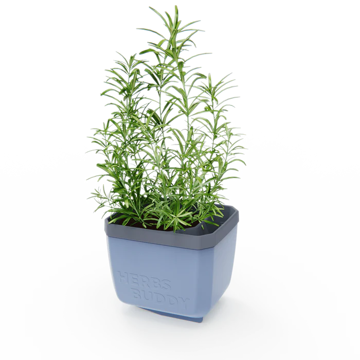 Ghiveci ierburi cu autoudare - HERBS BUDDY [7]