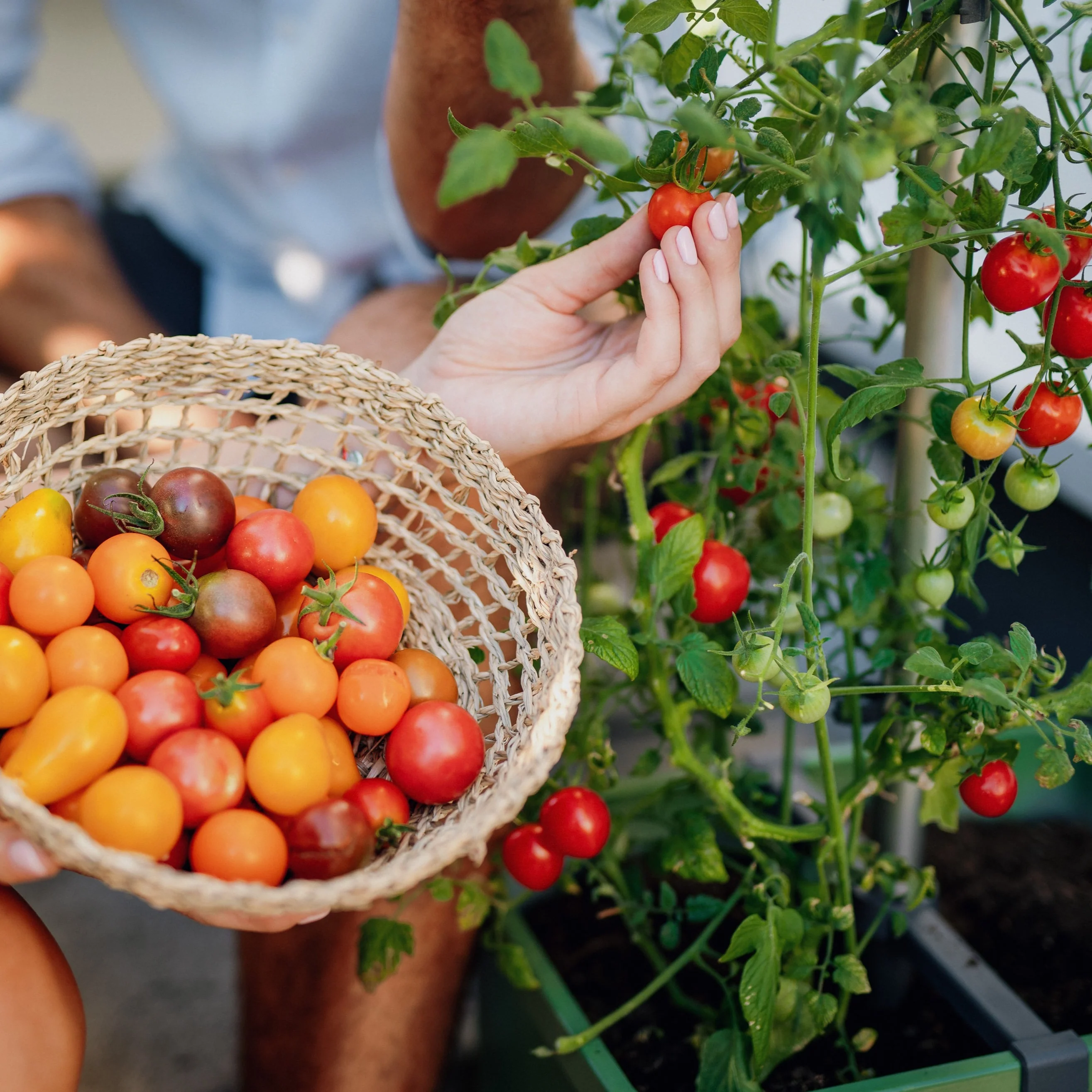 Ghiveci Roșii/Tomate - auto-udare - TOM TOMATO [2]