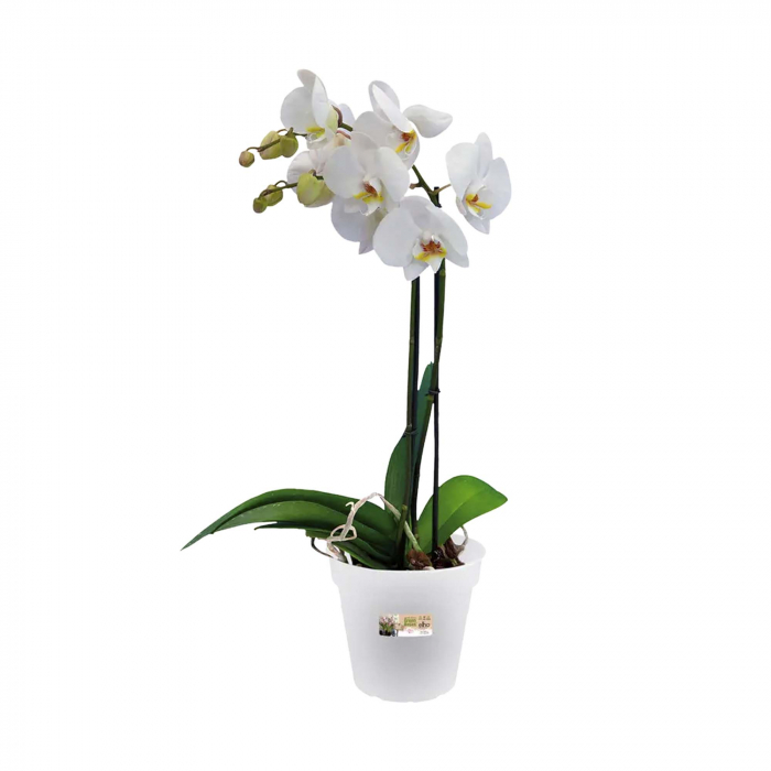 Ghiveci Transparent 13 cm Green Basic [2]