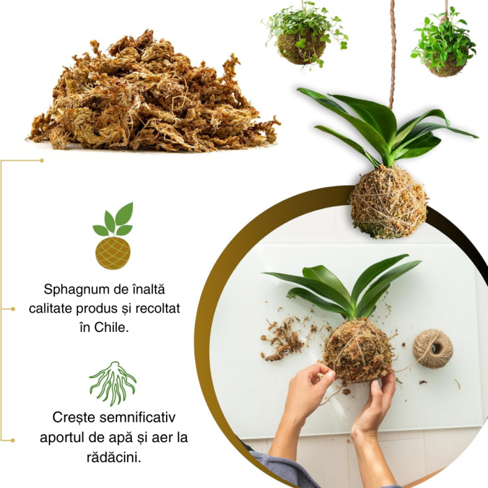 Muschi Sphagnum din Chile ; Fibre / Substrat pentru Orhidee, Bonsai și Plante Carnivore | Ideal pentru Kokedama, Grădini Verticale, Butași și Margotări [4]