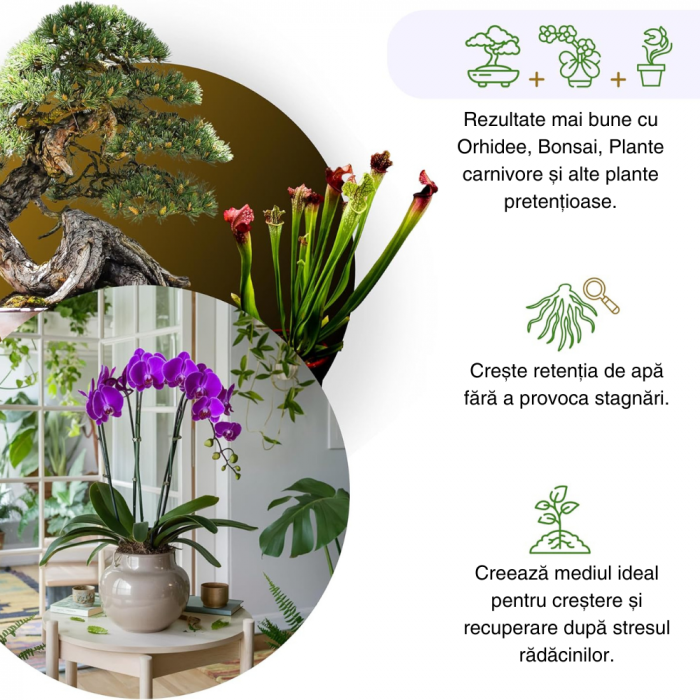 Muschi Sphagnum din Chile ; Fibre / Substrat pentru Orhidee, Bonsai și Plante Carnivore | Ideal pentru Kokedama, Grădini Verticale, Butași și Margotări [5]