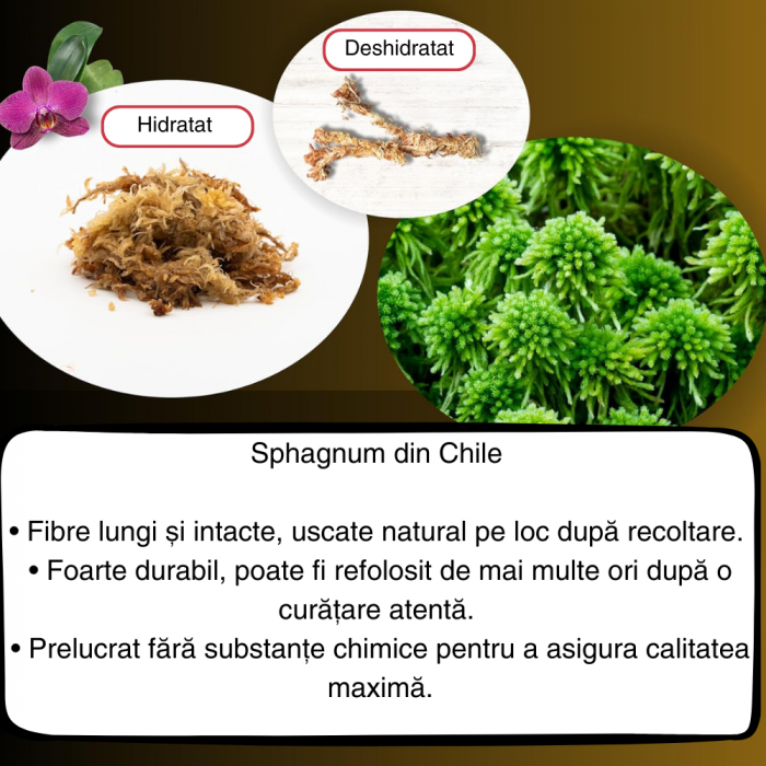 Muschi Sphagnum din Chile ; Fibre / Substrat pentru Orhidee, Bonsai și Plante Carnivore | Ideal pentru Kokedama, Grădini Verticale, Butași și Margotări [3]