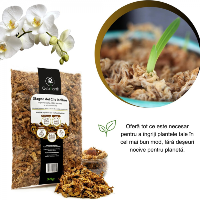 Muschi Sphagnum din Chile ; Fibre / Substrat pentru Orhidee, Bonsai și Plante Carnivore | Ideal pentru Kokedama, Grădini Verticale, Butași și Margotări [2]