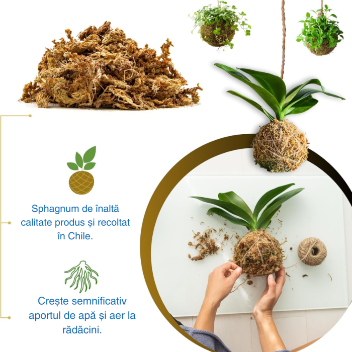 Muschi Sphagnum din Cile in fibre 50g [5]