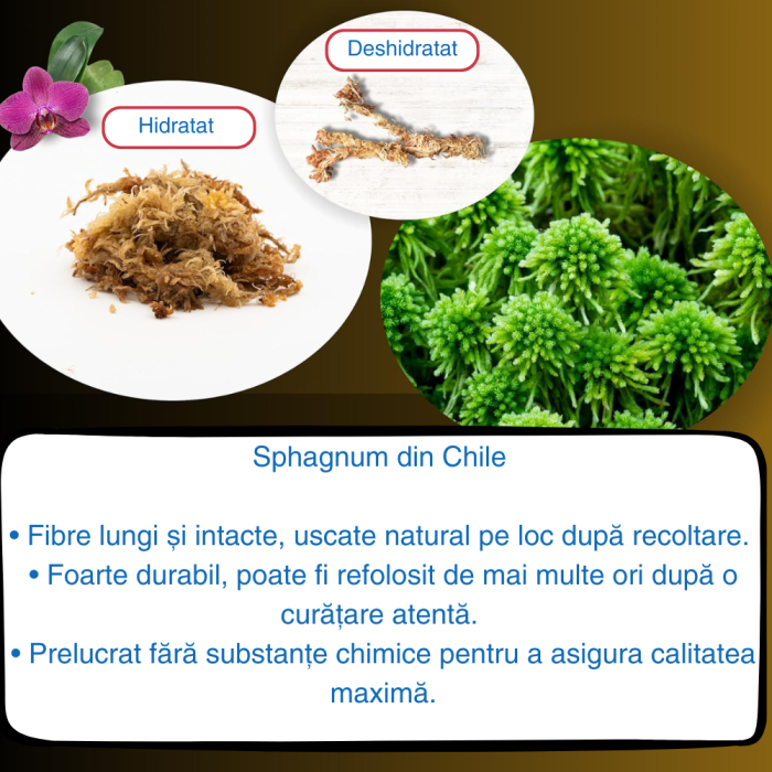 Muschi Sphagnum din Cile in fibre 50g [4]