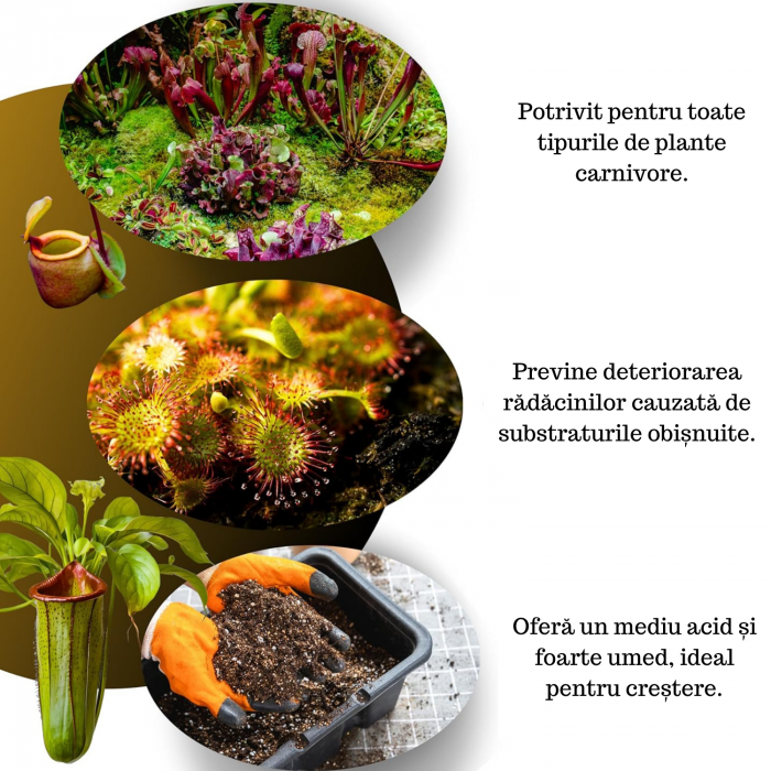 Pământ Plante Carnivore [4]