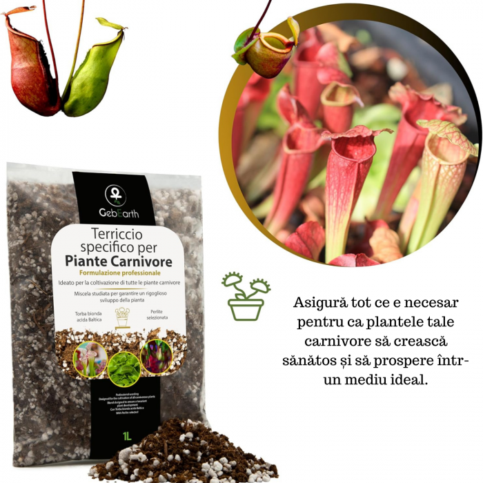 Pământ Plante Carnivore [3]