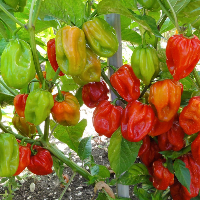 Seminte Ardei Iute Habanero rosso Dolce e Piccante [3]