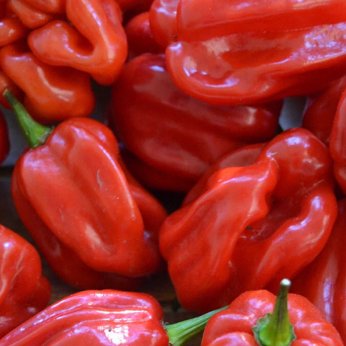 Seminte Ardei Iute Habanero rosso Dolce e Piccante [4]
