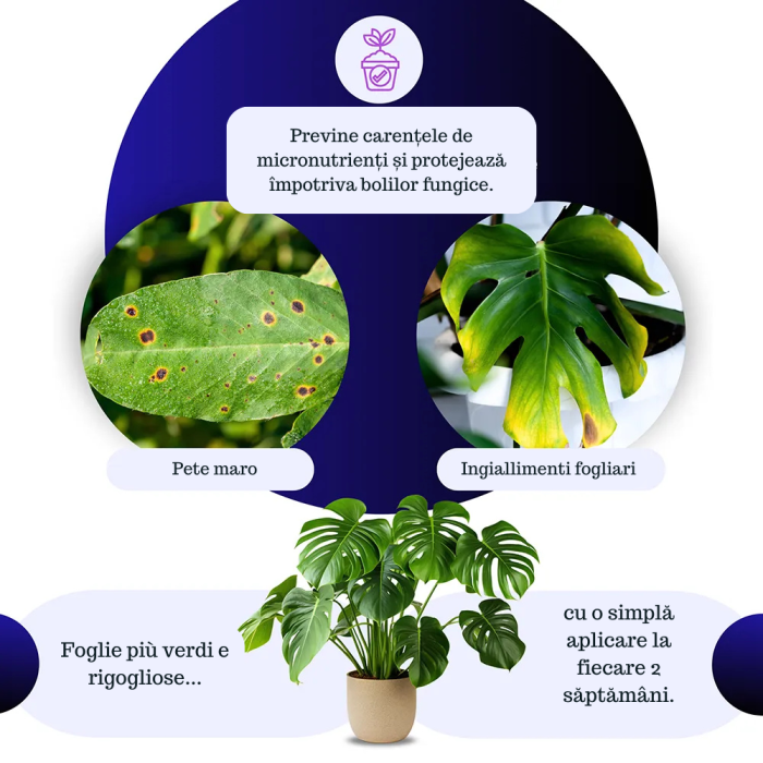Spray Cupru si Sulf pentru Plante 1L, GebEarth, protejeaza impotriva ingalbenirii si bolilor fungice [5]