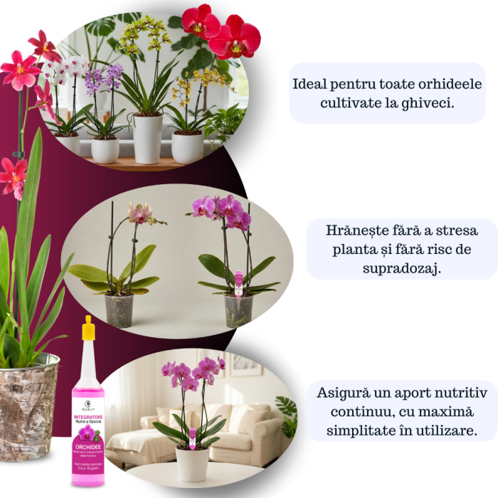 Supliment nutritiv prin picurare pentru orhidee - Elixir [6]