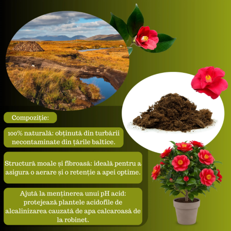 Turbă Blondă Acidă din Sfango Baltic – Substrat Premium pentru Dionea, Nepenthes, Afini și Azalee [6]