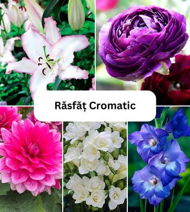 Seminte si bulbi - Aranjament bulbi Răsfăț Cromatic :4xCrini Brasilia 3xGladiole Blue; 5xFreesia Db. White; 3xDalia 'Bluesette; 5xRanunculus Purple