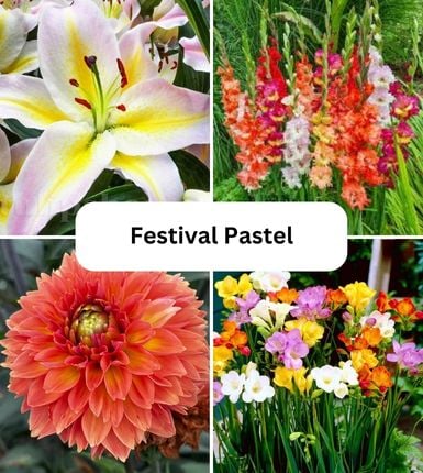 Seminte si bulbi - Aranjament bulbi Festival Pastel: 4xCrini Hocus Pocus 3xGladiole Mix; 5xFreesia Db. Mix; 3xDalia ‘Ball Orange’;