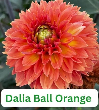 Aranjament bulbi Festival Pastel: 4xCrini Hocus Pocus 3xGladiole Mix; 5xFreesia Db. Mix; 3xDalia ‘Ball Orange’; [4]