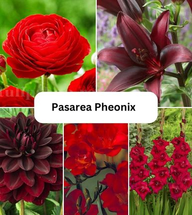 Seminte si bulbi - Aranjament bulbi Pasărea Phoenix:4x Crini Landini 3xGladiole Dark Red; 5xFreesia Db. Red; 3xDalia ‘Arabian night’; 5xRanunculus Red