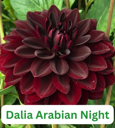 Aranjament bulbi Pasărea Phoenix:4x Crini Landini 3xGladiole Dark Red; 5xFreesia Db. Red; 3xDalia ‘Arabian night’; 5xRanunculus Red [6]
