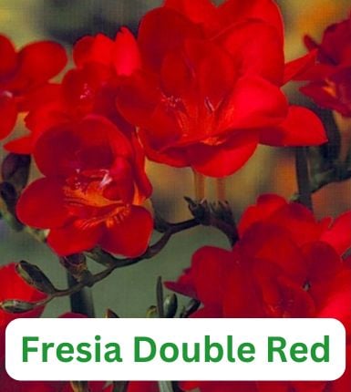 Aranjament bulbi Pasărea Phoenix:4x Crini Landini 3xGladiole Dark Red; 5xFreesia Db. Red; 3xDalia ‘Arabian night’; 5xRanunculus Red [4]