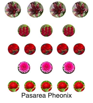 Aranjament bulbi Pasărea Phoenix:4x Crini Landini 3xGladiole Dark Red; 5xFreesia Db. Red; 3xDalia ‘Arabian night’; 5xRanunculus Red [1]