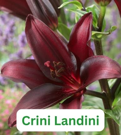Aranjament bulbi Pasărea Phoenix:4x Crini Landini 3xGladiole Dark Red; 5xFreesia Db. Red; 3xDalia ‘Arabian night’; 5xRanunculus Red [2]