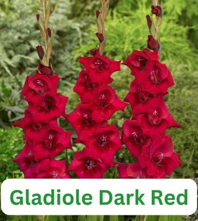 Aranjament bulbi Pasărea Phoenix:4x Crini Landini 3xGladiole Dark Red; 5xFreesia Db. Red; 3xDalia ‘Arabian night’; 5xRanunculus Red [3]